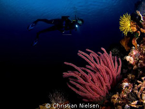 Photo taken late afternoon with a low sun. The diver is m... by Christian Nielsen 